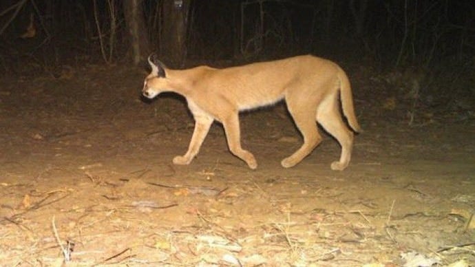 Rare caracal pic goes viral - Rare caracal seen at Mukundra Hills Tiger  Reserve in Rajasthan pic goes viral - India Today