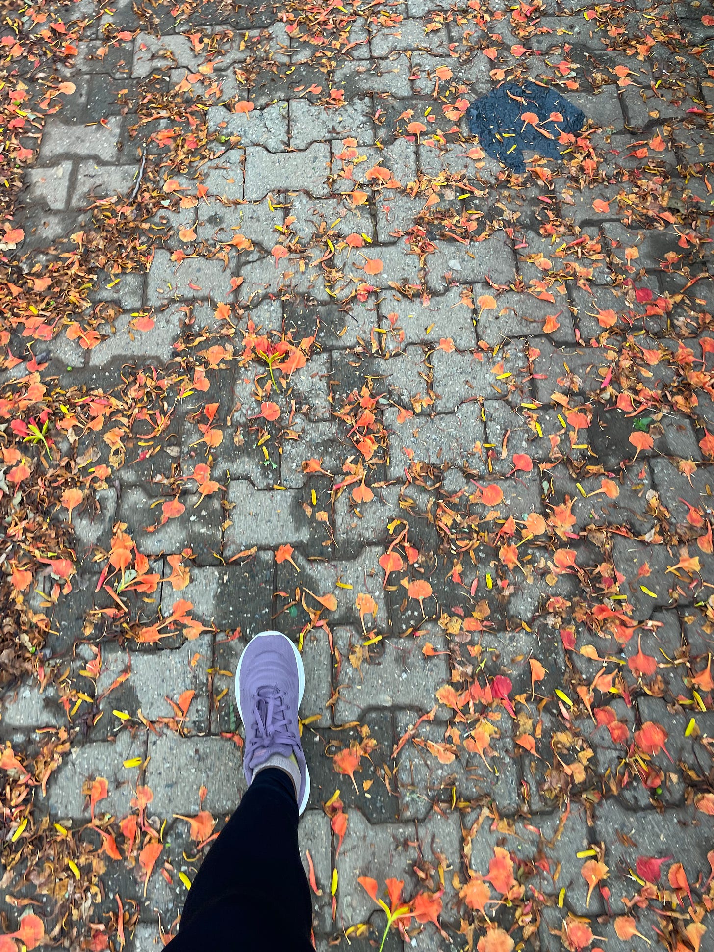 Stella's purple walking shoes against a flower strewn path post-rain storm.