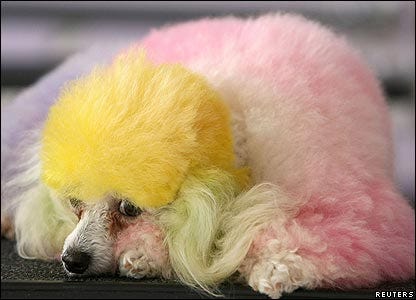 rainbowpoodle rainbowpoodle