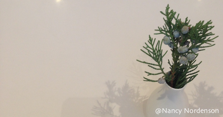 755. Juniper Berries.jpg 755. Juniper Berries.jpg