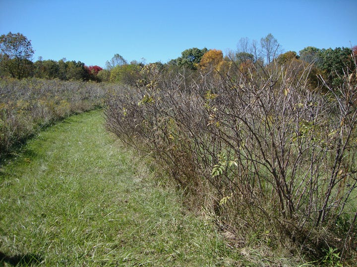 Different growing examples, alley, coppice, woodland ege and pollard