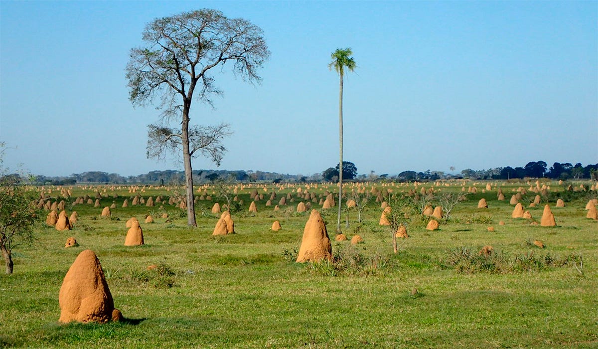 Descrição: Fotografia panorâmica de um vasto campo verde tomado por centenas de cupinzeiros em formato de cone de terra marrom, sob um céu azul claro com poucas árvores esparsas ao fundo.