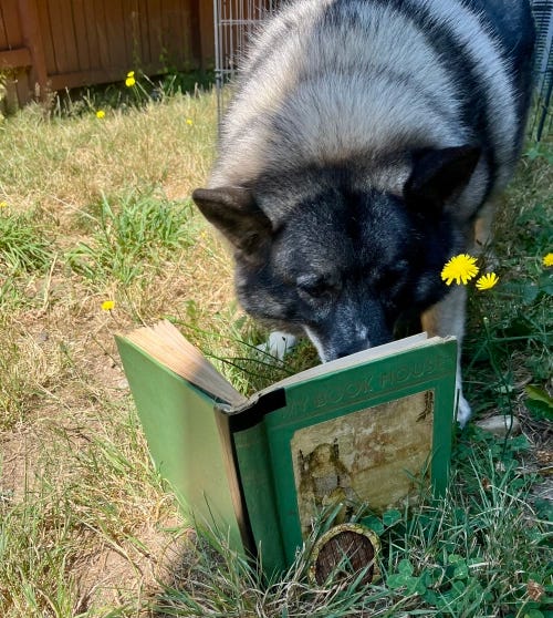 Thora, the Writer Elkhound, has become the Reader Elkhound - enjoying her Book House book in the afternoon shade.