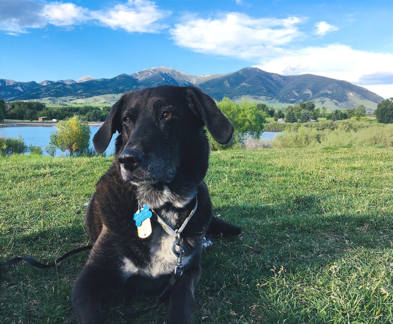 a dog lying in the grass in front of a lake and mountain