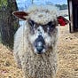 Ewes Crazie's avatar