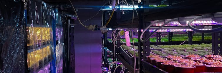 urban farm in sydney. urban farm in sydney.