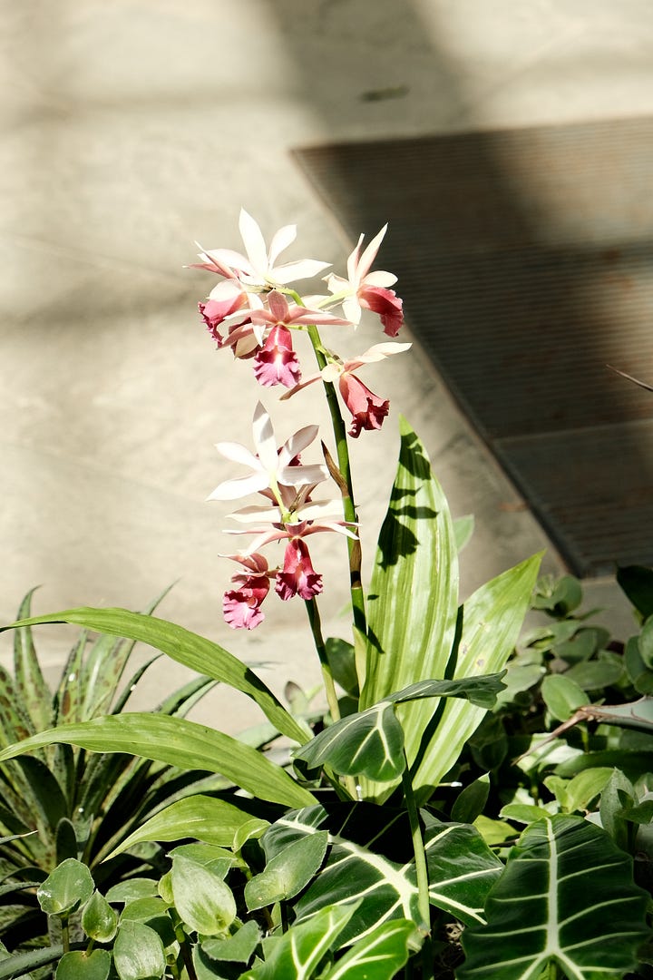 Pictures of blossming flowers