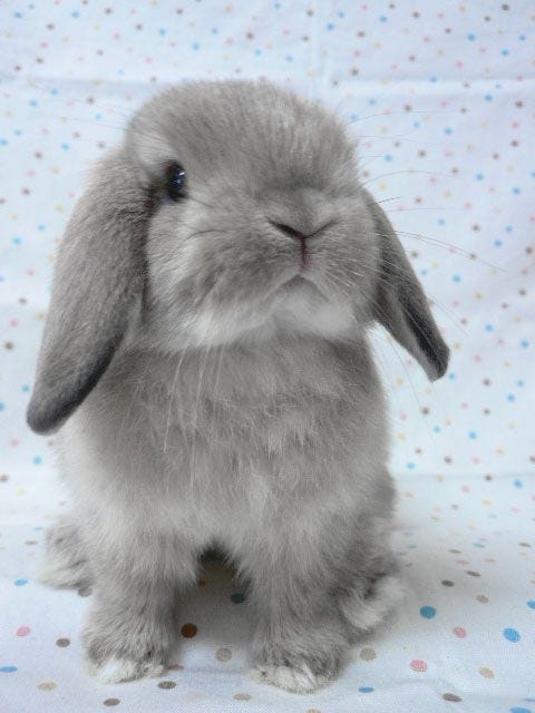 Meet the Adorable Holland Lop Rabbit
