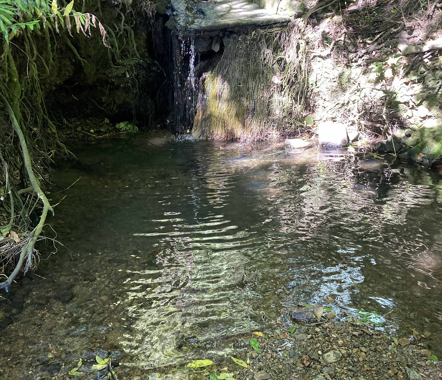 Water trickling over a broken weir into a pool in the forest with light rippling on the surface