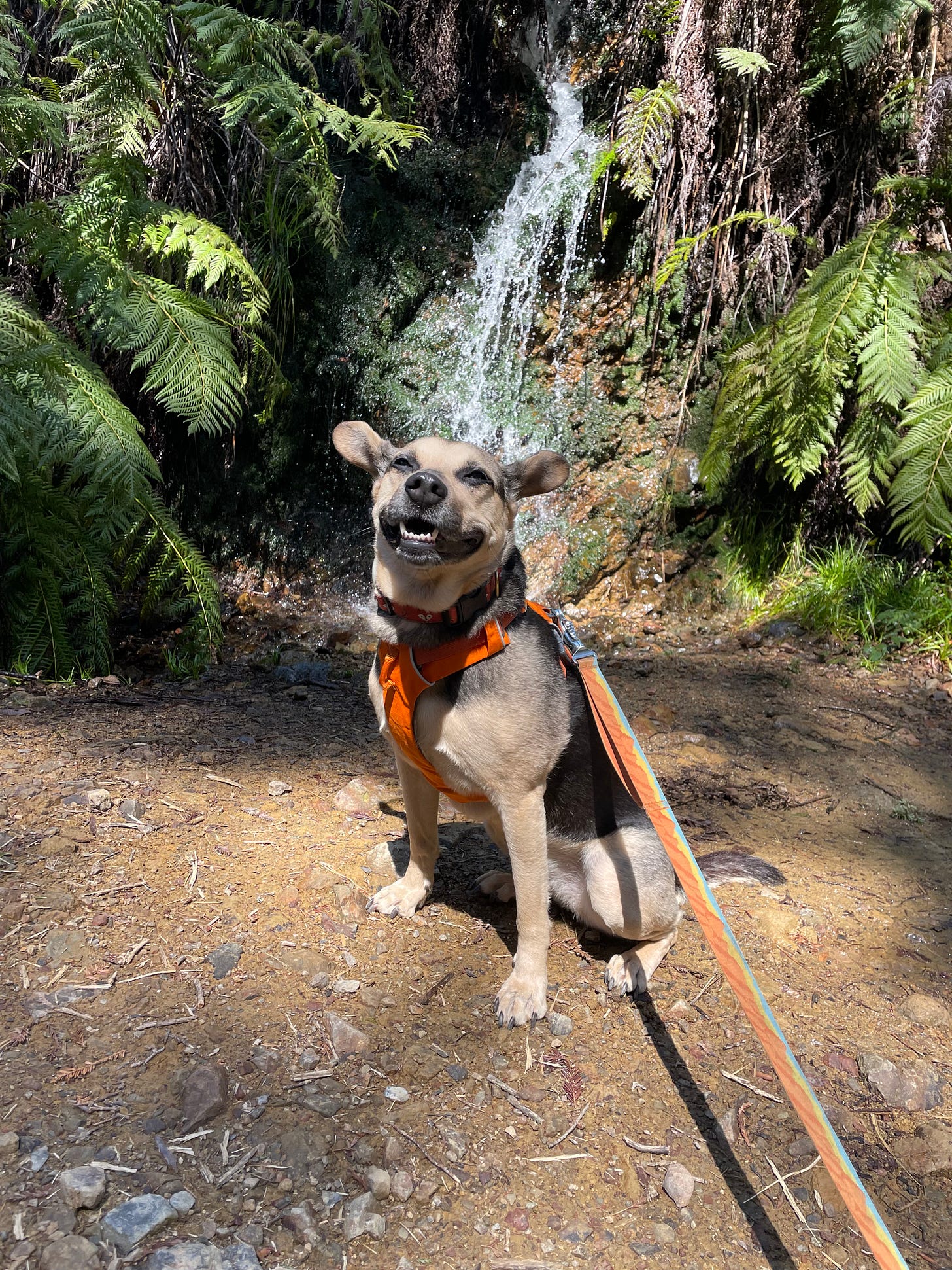 brown and black dog with ears sticking out wearing an orange harness and leash in front of a small waterfall