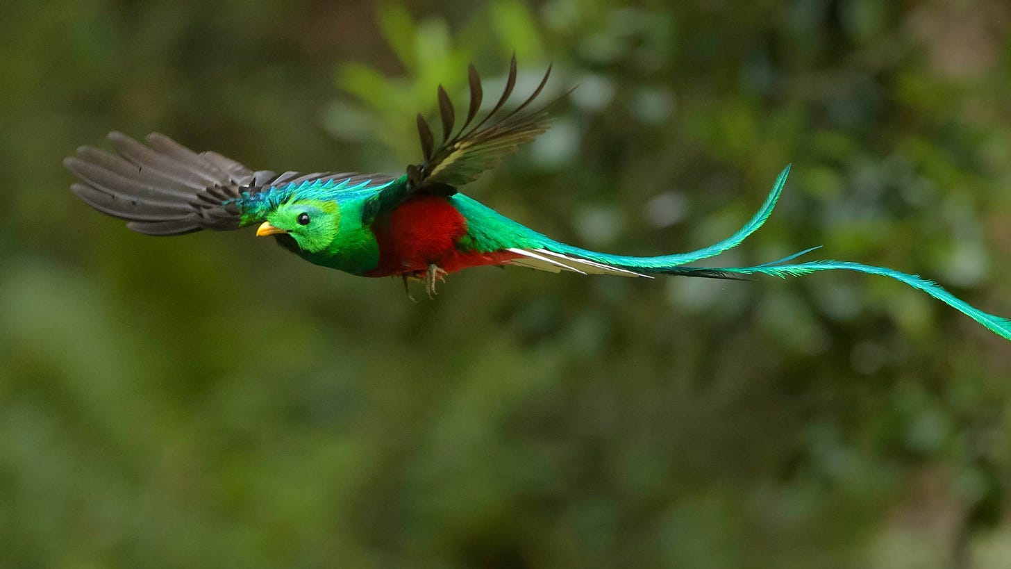 A quetzal in flight, wings extended, long tail feathers streaming behind, looks towards the camera