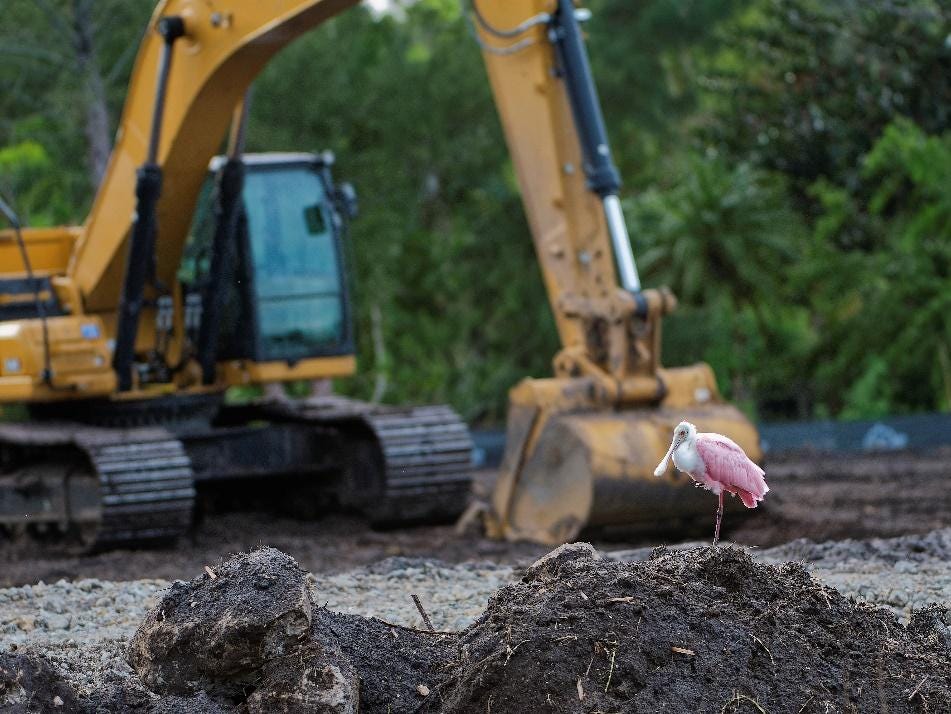 A bird standing on a dirt pile near a bulldozer
Description automatically generated A bird standing on a dirt pile near a bulldozer
Description automatically generated