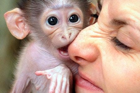 Monkey Management