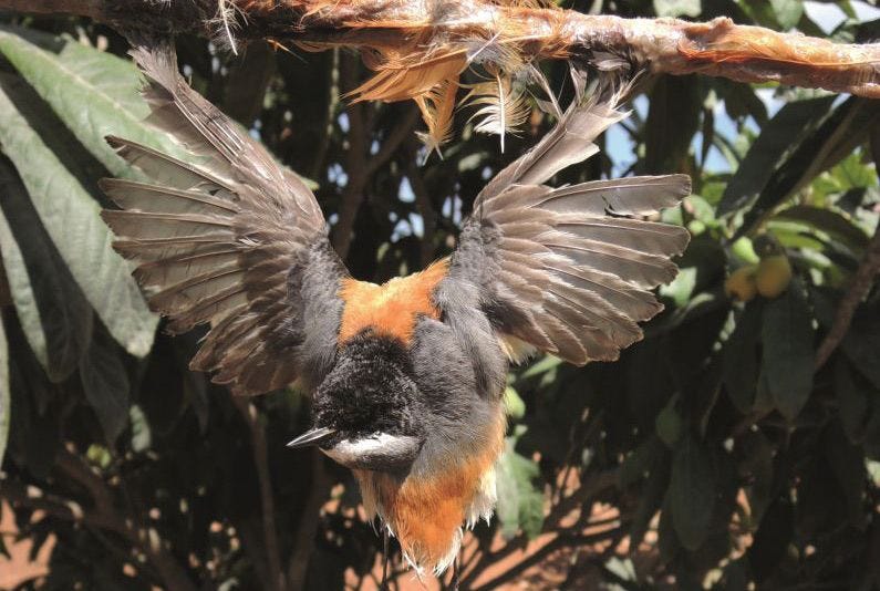 A redstart trapped on a limestick