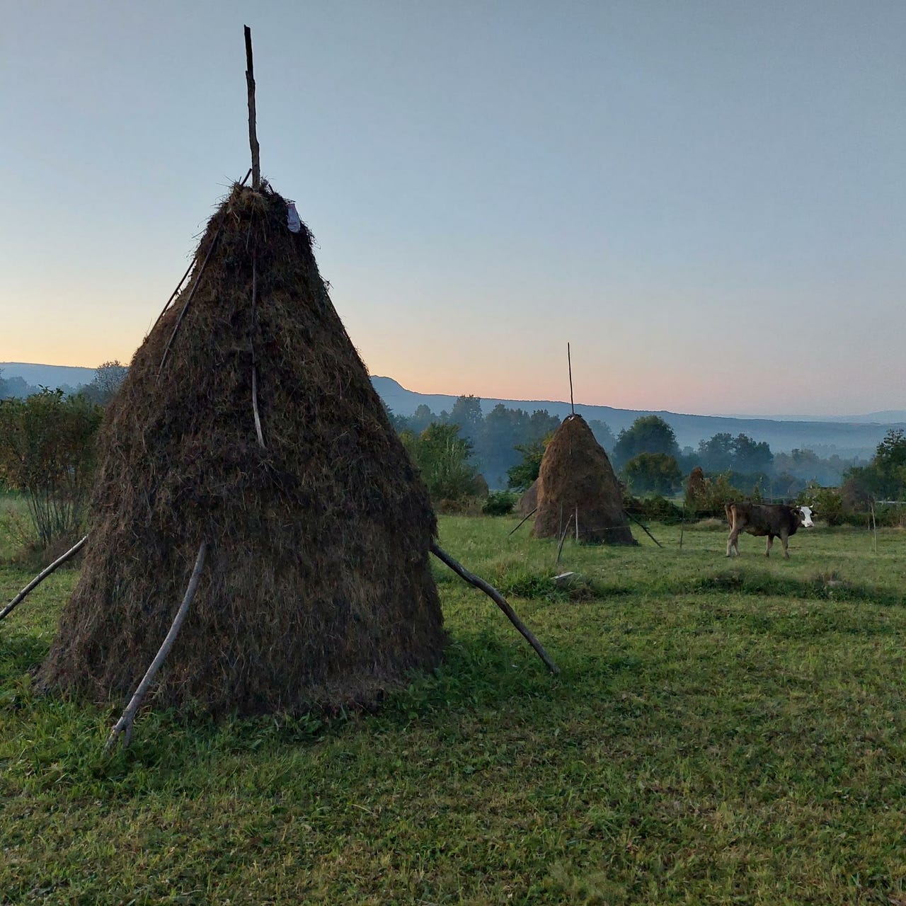 The Neighbor's Goat: An American in Romania