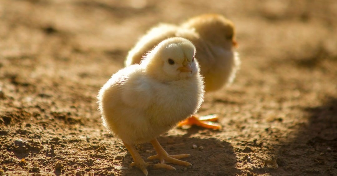 two yellow chicks on ground two yellow chicks on ground