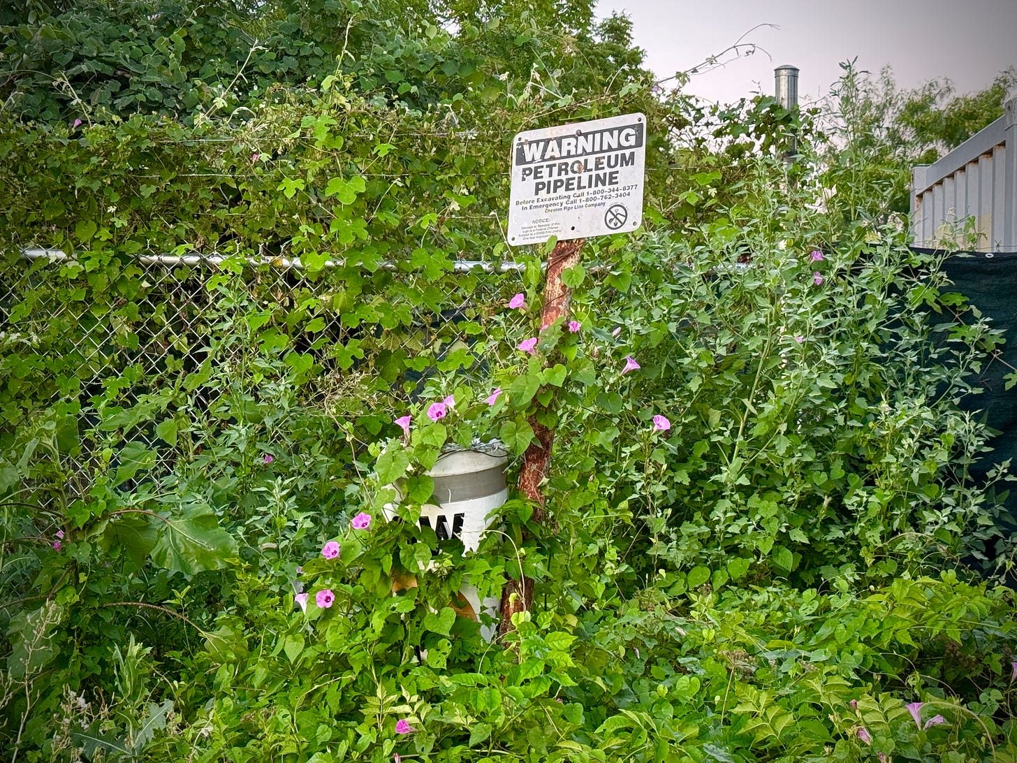 Pipeline marker overgrown with vines