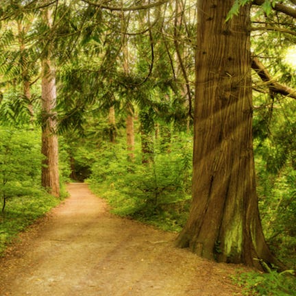 Walking in the Woods