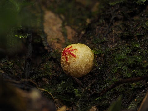little white puffball mushrooms 