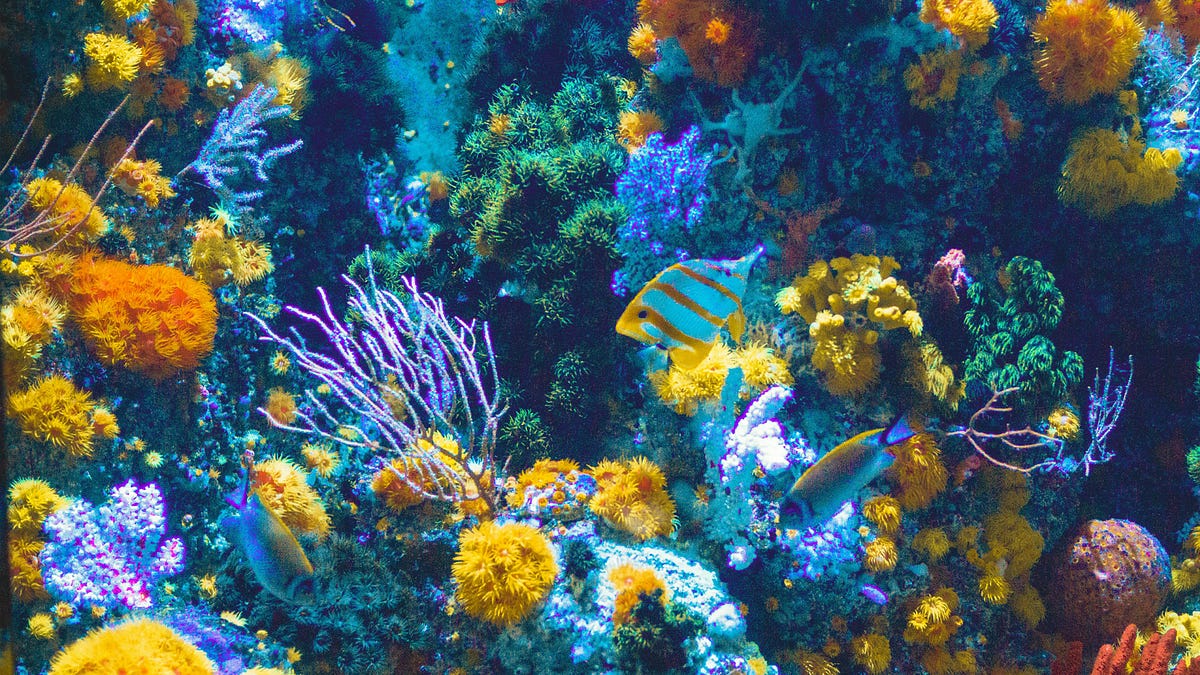 An ocean sanctuary the size of the UK