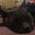 Meowmeow's avatar
