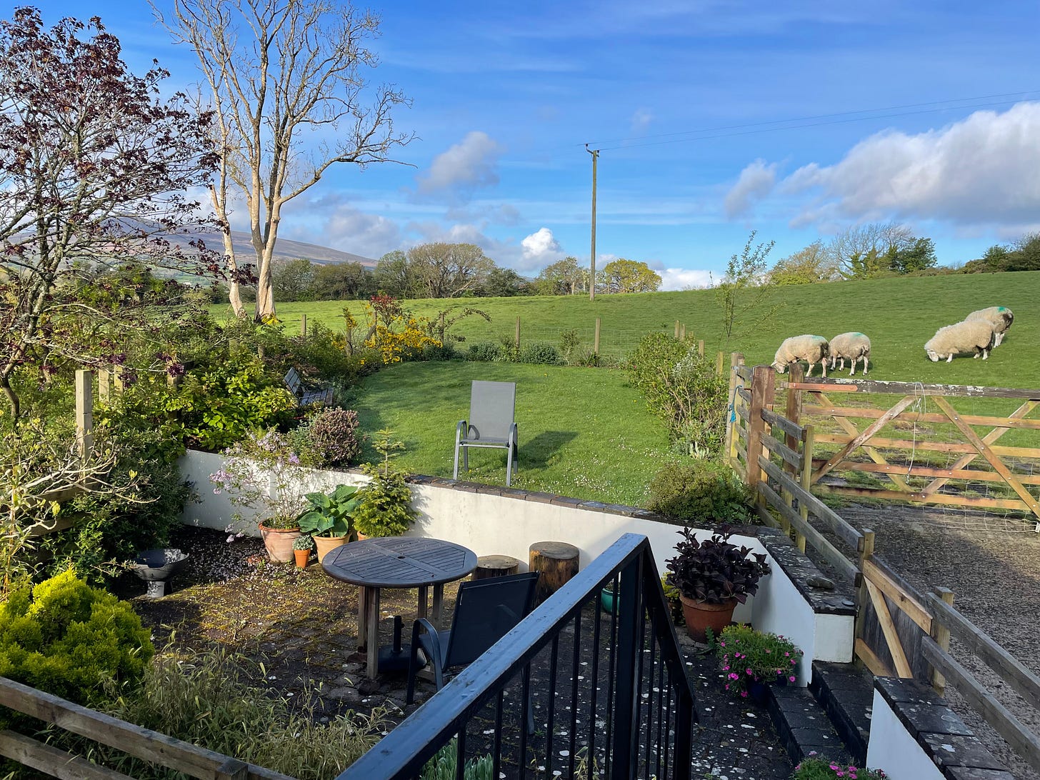 Photo out the back of a cottage with green fields and sheep in the background