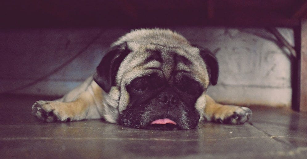 fawn pug lying on floor
