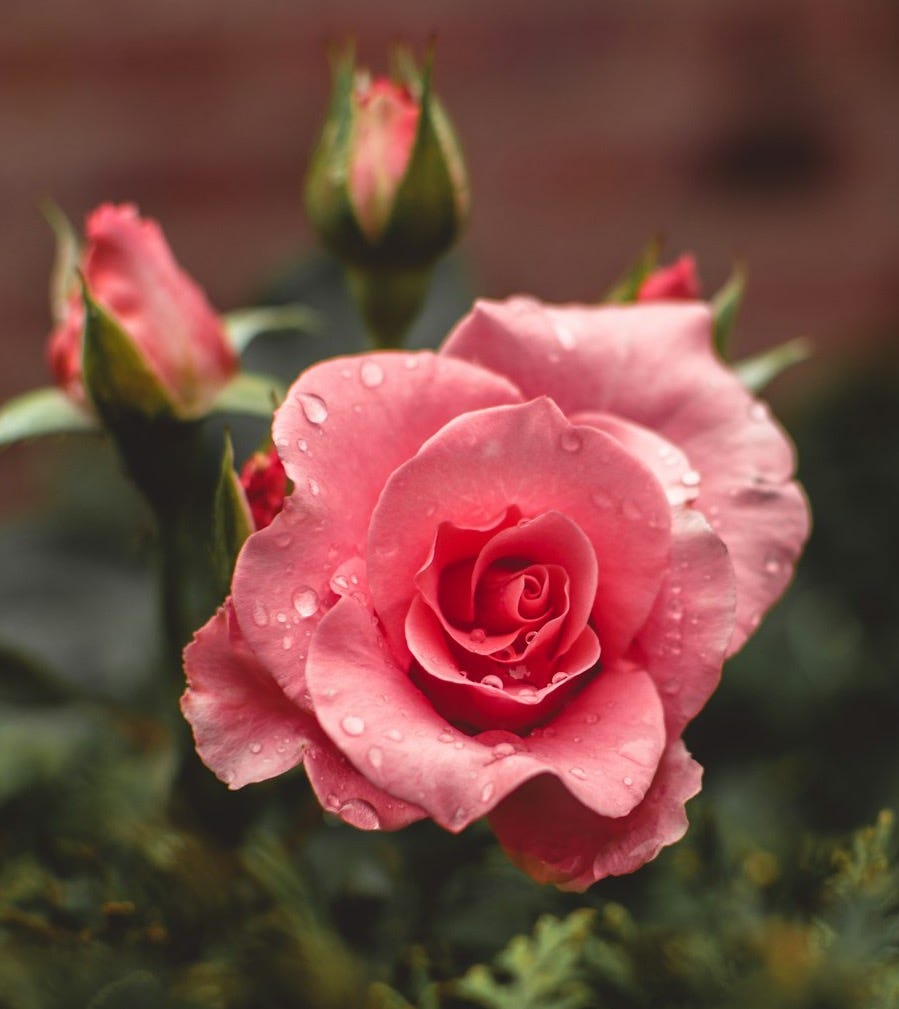 pink roses bloom with water drops pink roses bloom with water drops