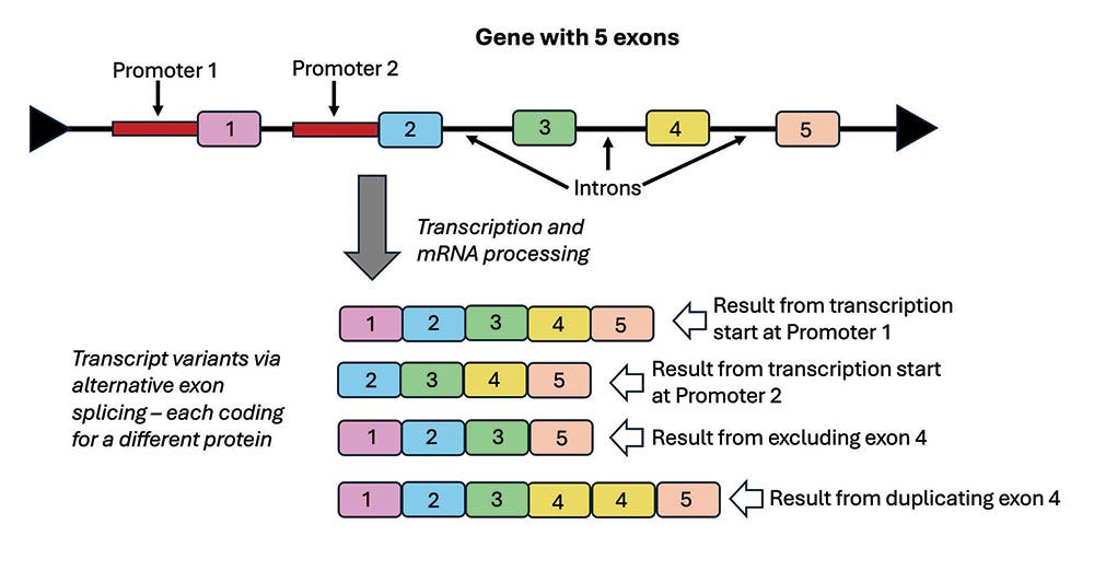 Gene Complexity Showcases Engineered Versatility | The Institute for  Creation Research