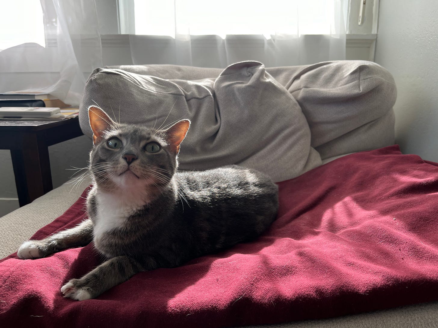 A light gray tabby cat in a sunbeam looking at the camera and relaxing.