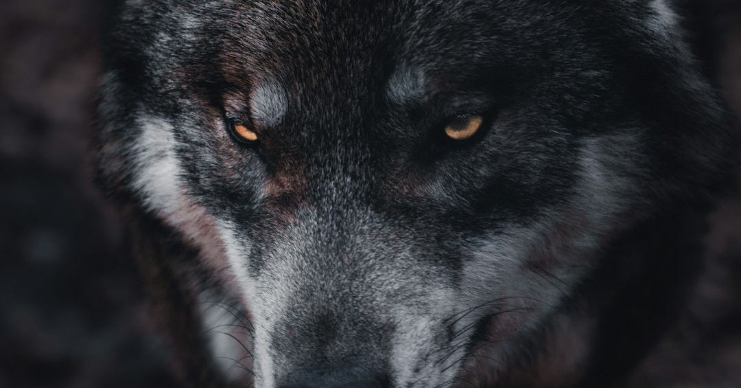 brown and black wolf in close up photography
