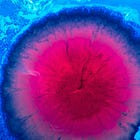Your Brain on Herbs: Neurotransmitters, Nootropics, & Nature's Pharmaceuticals