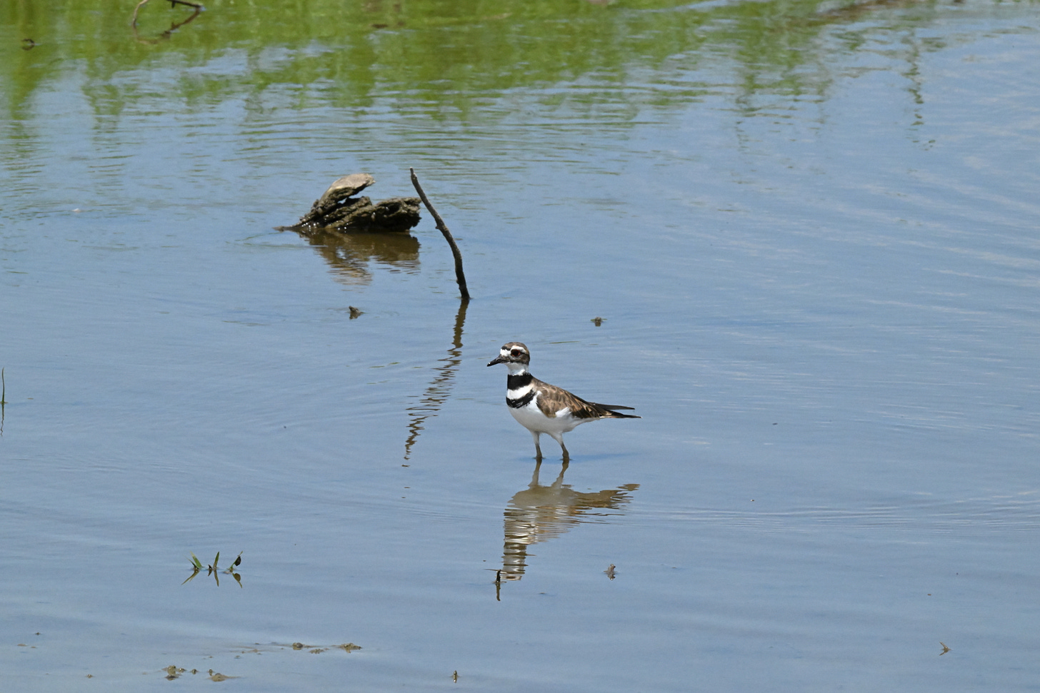 Small brown and white water bird stands in shallow water looking left. His image is reflected in the water below him. He has two black rings around his neck like a collar. Otherwise his neck and breast are white.
