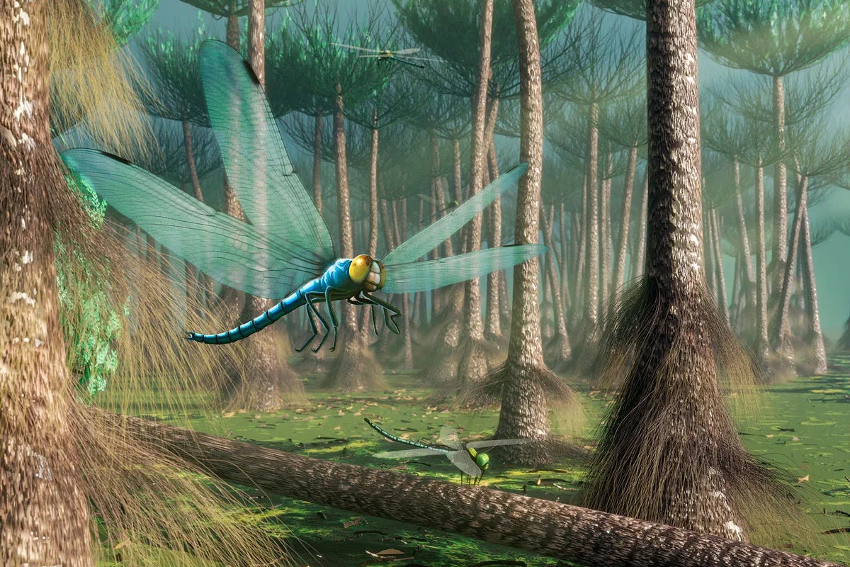 Computer artwork of giant Meganeura resting on a log in a forest, during the Carboniferous period (305-299 million years ago). Computer artwork of giant Meganeura resting on a log in a forest, during the Carboniferous period (305-299 million years ago).