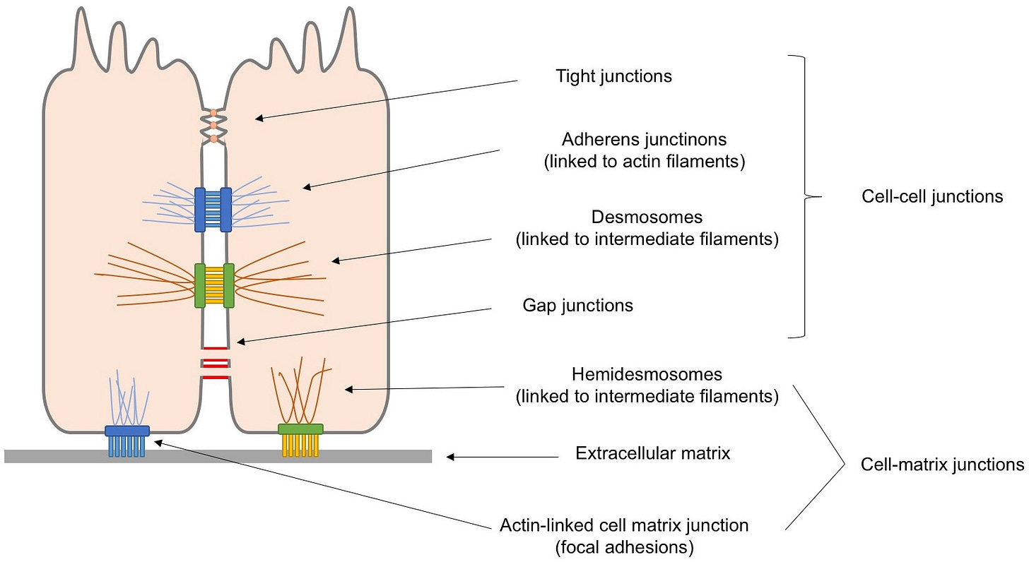 Epithelial cells are connected to each other
