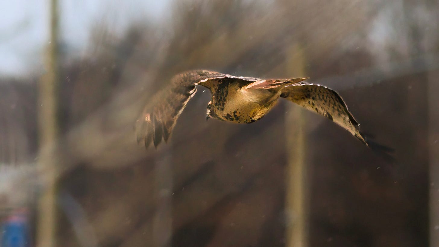 Red-tailed Hawk