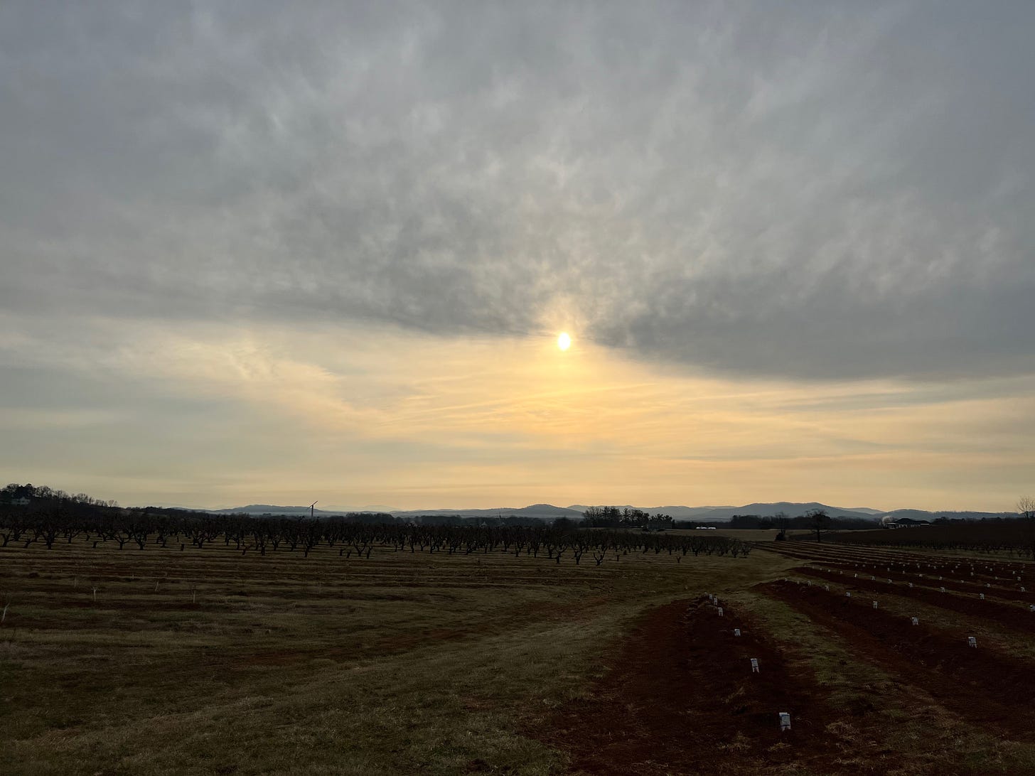 Orchard morning