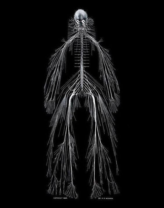 This is an intact human Nervous System in 1925 two medical ...