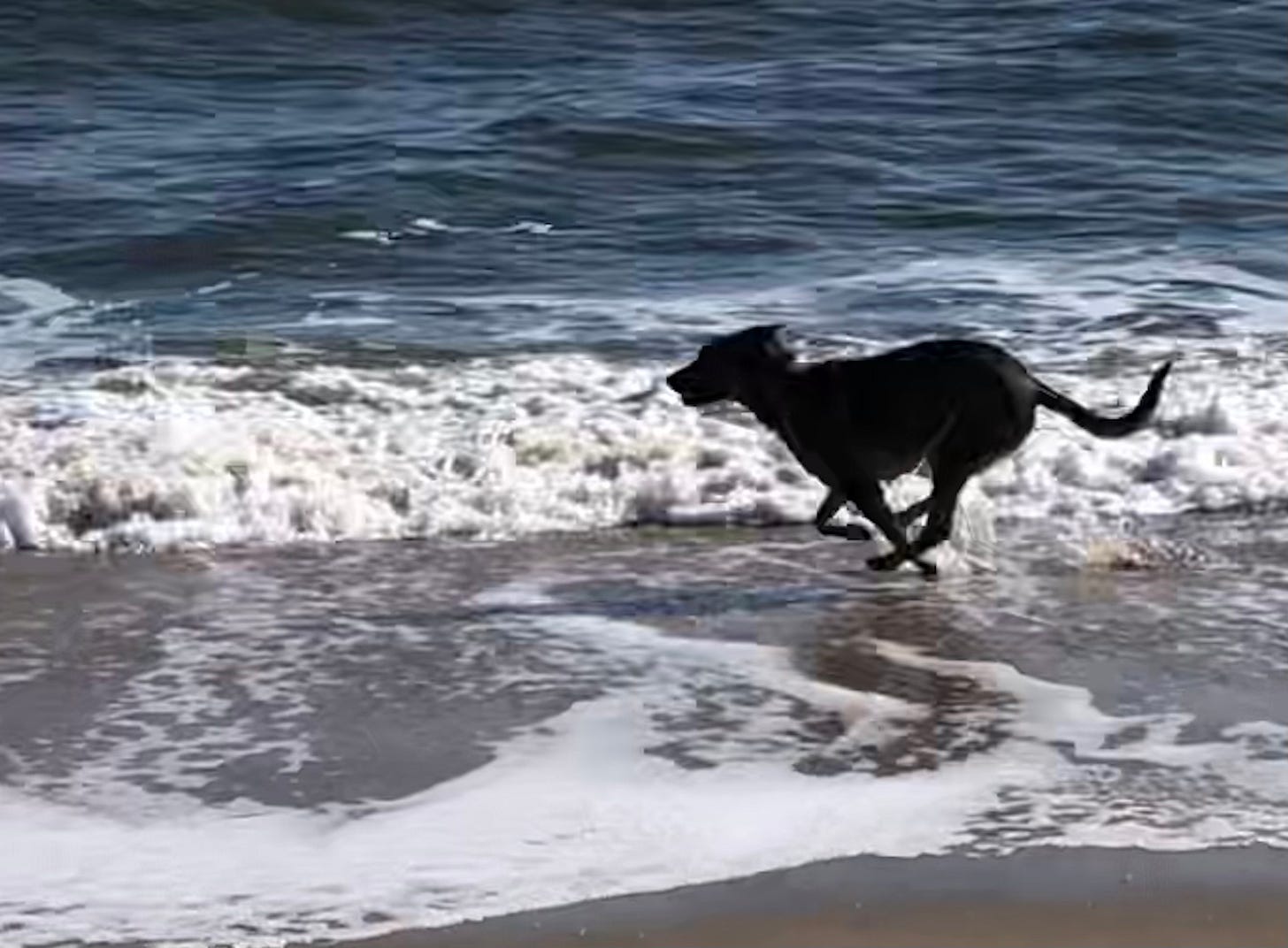 Dog running in the beach surf