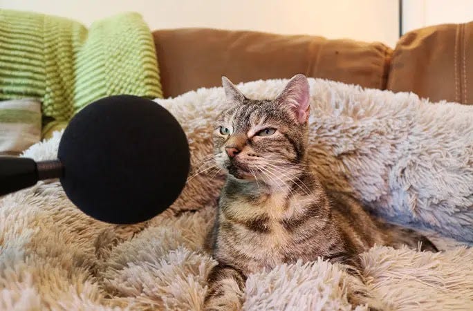 Gato de 14 anos bate recorde do Guinness com o ronronar mais alto do mundo.