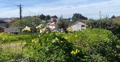 series of images of local neighbourhood in Vila Nova de Gaia