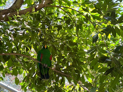 photo #1 giraffe in front of enclosure with baby giraffe's head showing over a half opened door. Photo #2 five meerkats sprawled in the sand. Photo #3 an Eclectus parrot, mostly green but for a red beak hidden in the foliage of a tree.