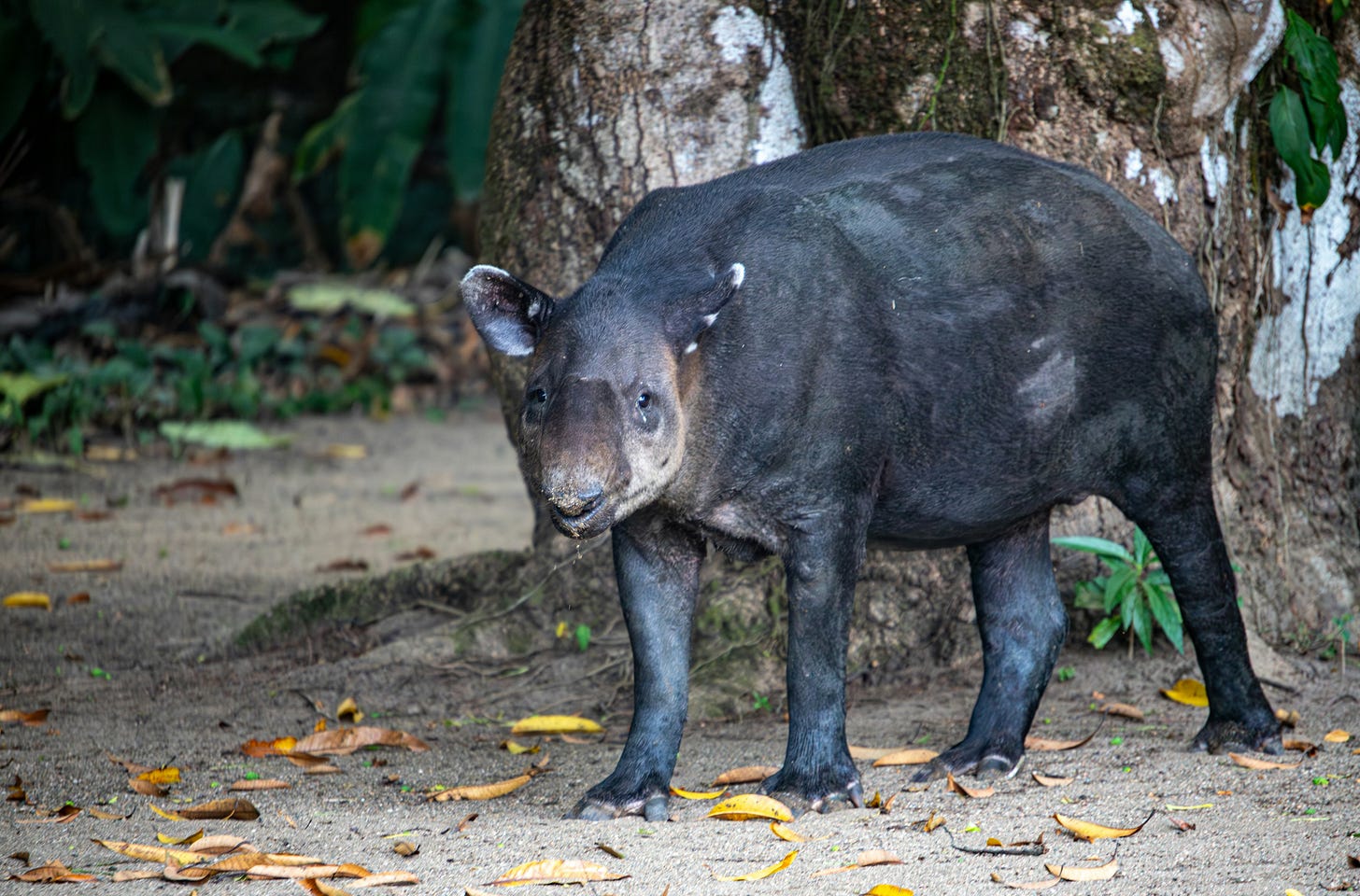 Tapirs, national animal of Belize Tapirs, national animal of Belize