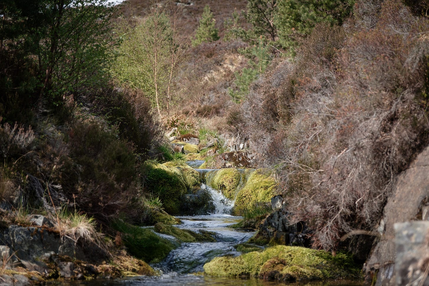 A peaceful riverbed lined with bright green moss. A gentle stream flows through small natural ledges, creating a layered, almost fairytale-like landscape. The scene feels soft, vibrant, and enchanted.