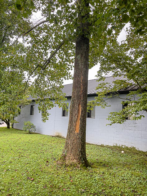 Three trees scarred but not killed by lightning strikes