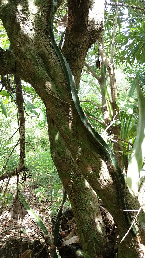 Sequência de fotos no sítio: acerolas entre as folhas, cactos subindo por um tronco de árvore, gata preta na calçada, árvore alta cercada por folhas e flores com um balanço de ferro do lado, flores rosas cercadas de folhas verdes e uma borboleta clara no meio