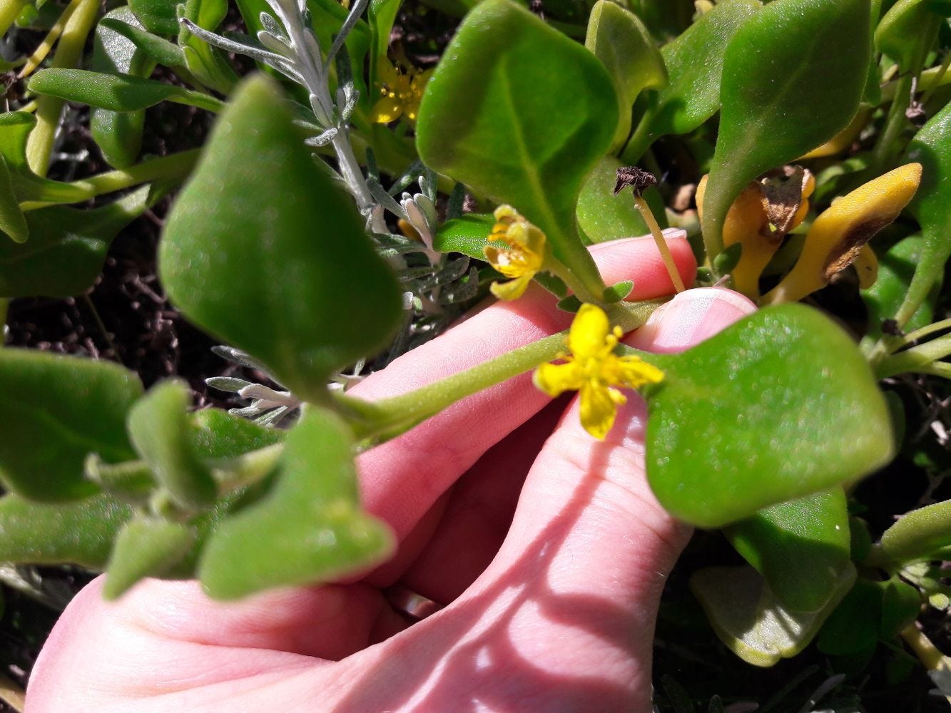 Tetragonia implexicoma [flowers - Great Ocean Road, VIC, 2022] sml.jpg
