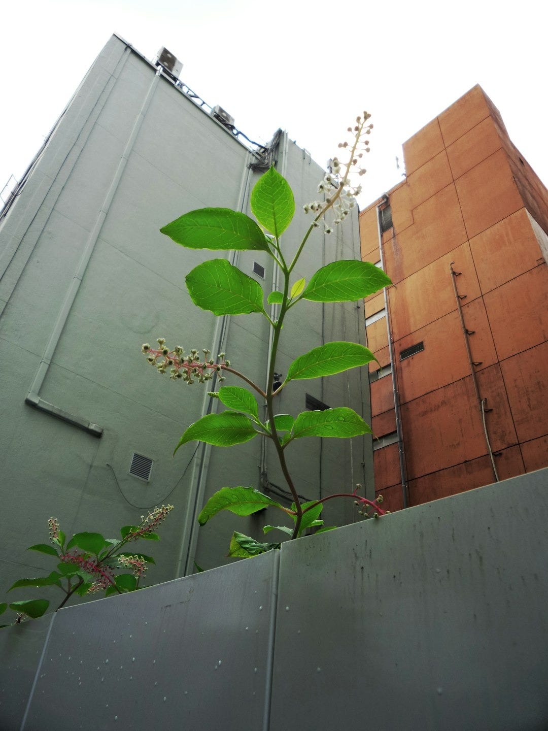 green plant near brown concrete building during daytime illustrating the concept of the concrete of resilience green plant near brown concrete building during daytime illustrating the concept of the concrete of resilience