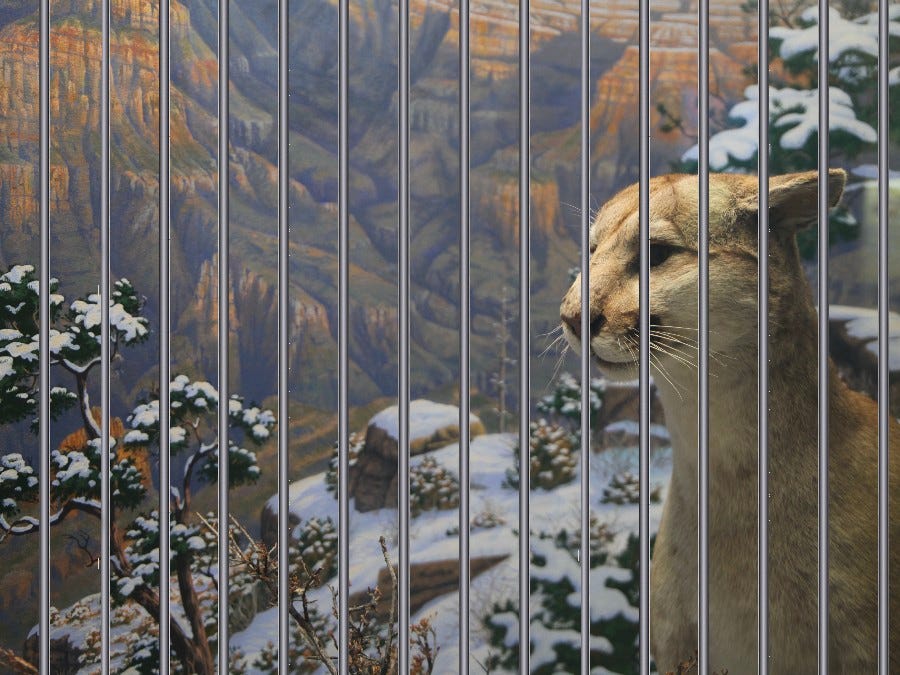 animal in jail
