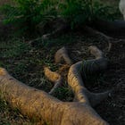 Chapter 3: Roots – Why does the past determine the present?